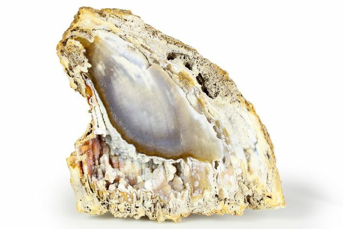 Agatized Fossil Coral Section - Florida #257871